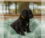 Small Photo #18 Goldendoodle Puppy For Sale in GREENBRIER, AR, USA
