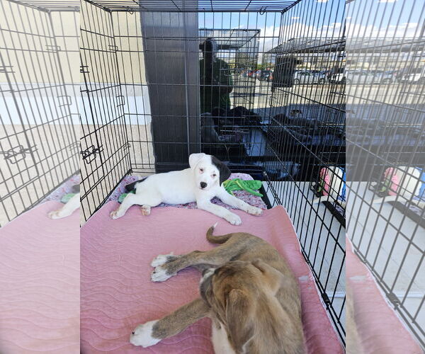 Medium Photo #7 Labrador Retriever-Unknown Mix Puppy For Sale in Brooksville, FL, USA