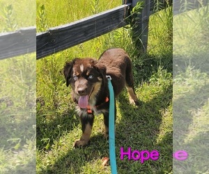 Australian Shepherd Puppy for sale in HOMERVILLE, GA, USA