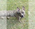 Small #1 American Pit Bull Terrier