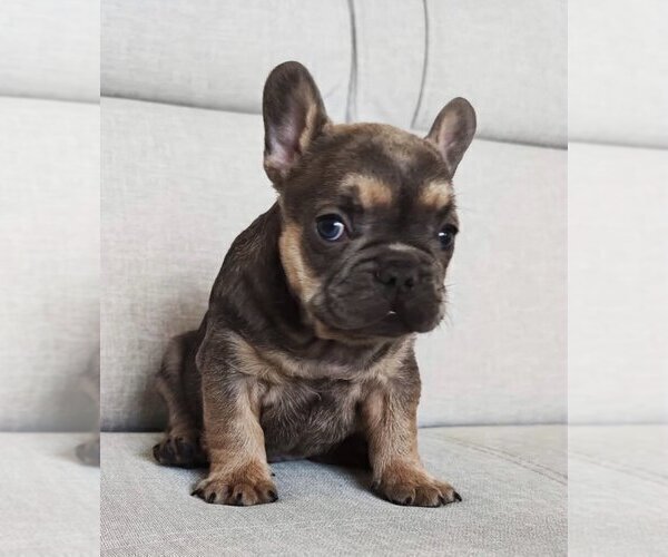 Medium Photo #4 French Bulldog Puppy For Sale in GLADWYNE, PA, USA