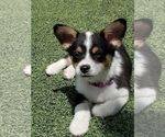 Puppy 1 Aussie-Corgi