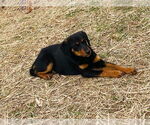 Small #2 Beagle-German Shepherd Dog Mix