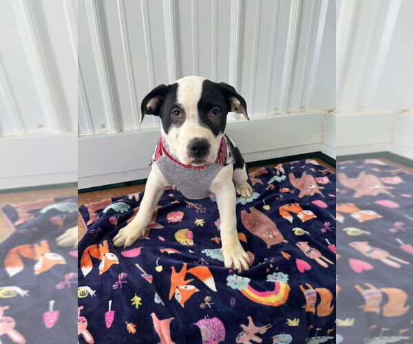 Medium Photo #3 Mutt Puppy For Sale in Osgood, IN, USA