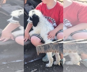 Saint Berdoodle Puppy for sale in BRUSH PRAIRIE, WA, USA