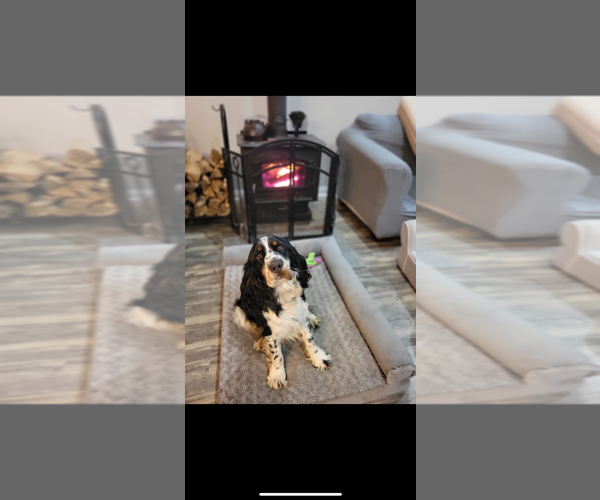 Medium Photo #1 English Springer Spaniel Puppy For Sale in SHEPHERDSVILLE, KY, USA
