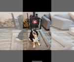 Small Photo #1 English Springer Spaniel Puppy For Sale in SHEPHERDSVILLE, KY, USA