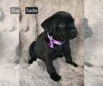 Small #3 Cane Corso