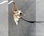 Small #8 American Foxhound