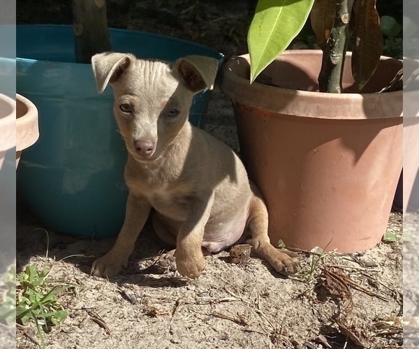 Medium Photo #5 Chihuahua Puppy For Sale in ARANSAS PASS, TX, USA