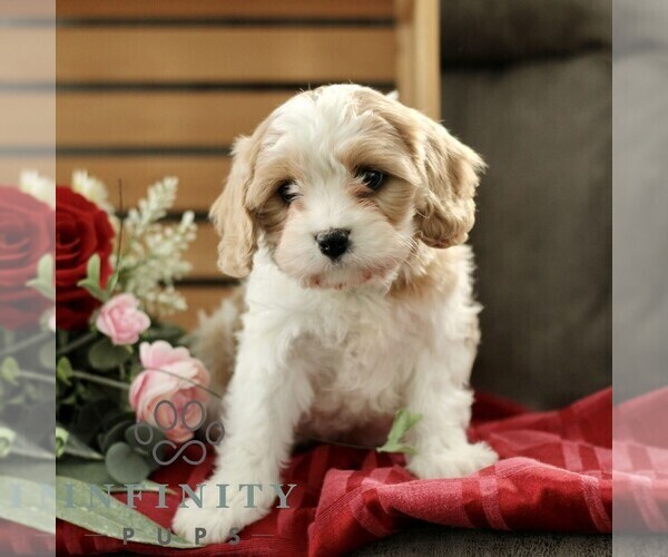 Medium Photo #1 Cavachon Puppy For Sale in BIRD IN HAND, PA, USA