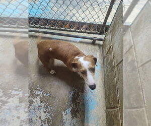 Dachshund Dogs for adoption in Linton, IN, USA