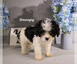 Cavapoo Puppy for sale in CHANUTE, KS, USA