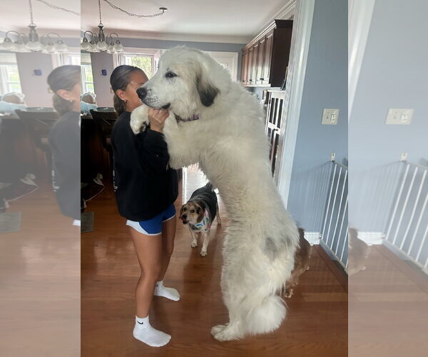 Medium Photo #2 Great Pyrenees-Unknown Mix Puppy For Sale in Croydon, NH, USA