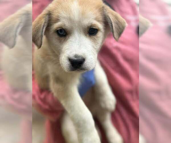 Medium Photo #3 Siberian Husky-Unknown Mix Puppy For Sale in New York, NY, USA