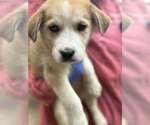 Small #2 Siberian Husky Mix