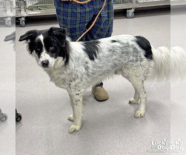 Medium Photo #2 Border-Aussie Puppy For Sale in Washington, DC, USA