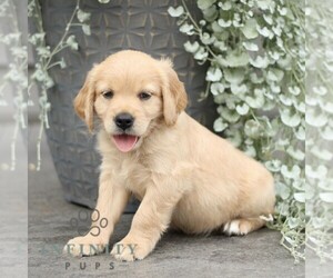 Golden Retriever Puppy for sale in STRASBURG, PA, USA
