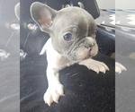 Small #1 French Bulldog