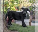 Small #5 Mutt