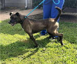 Small Photo #4 Mutt Puppy For Sale in Shelburne, VT, USA