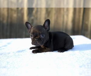 French Bulldog Puppy for sale in DECATUR, GA, USA