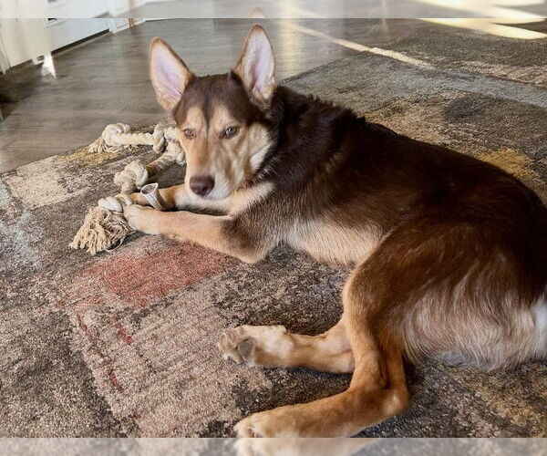 Medium Photo #4 Mutt Puppy For Sale in Omaha, NE, USA