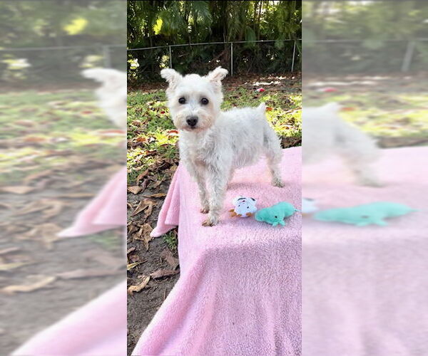 Medium Photo #3 Mutt Puppy For Sale in Weston, FL, USA
