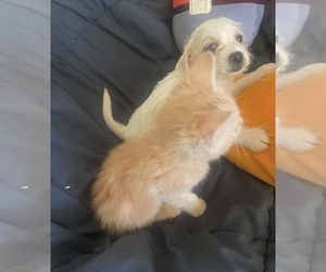 Malchi-Poodle (Miniature) Mix Dog for Adoption in VENETA, Oregon USA