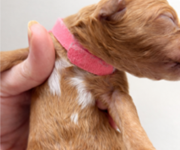 Medium Photo #9 Goldendoodle Puppy For Sale in LAFAYETTE, LA, USA