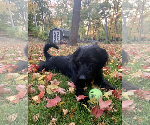 Medium Photo #5 Miniature Labradoodle Puppy For Sale in Buffalo, MN, USA