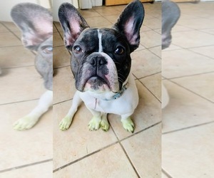 French Bulldog Puppy for sale in ELKHORN, WI, USA