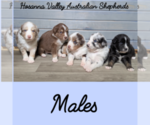 Small Photo #3 Australian Shepherd Puppy For Sale in HOHENWALD, TN, USA