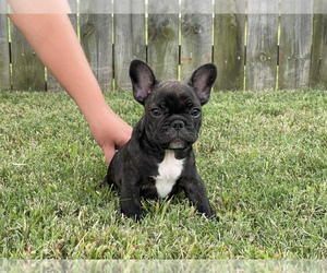 French Bulldog Puppy for sale in OAK GROVE, KY, USA