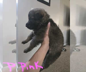 German Shepherd Dog Litter for sale in PATASKALA, OH, USA