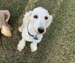 Small Photo #1 Goldendoodle Puppy For Sale in STROUD, OK, USA