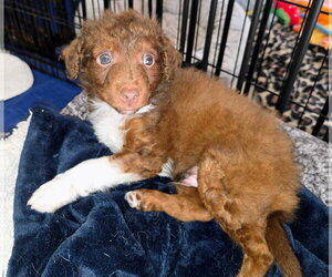 Aussiedoodle Miniature  Dogs for adoption in Arlington, WA, USA
