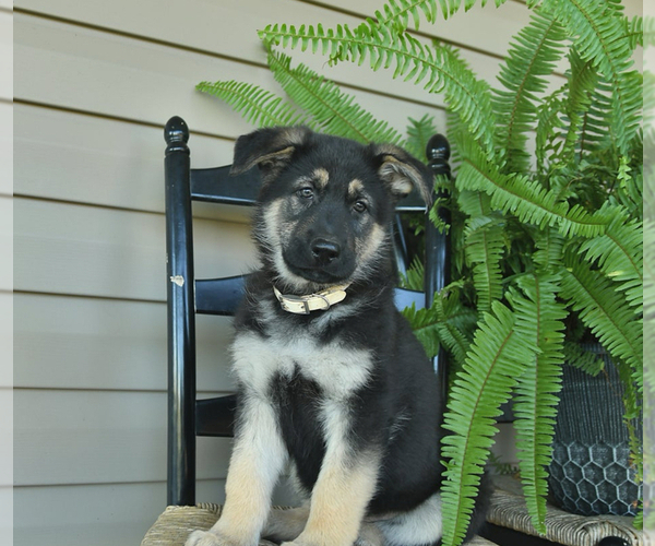 Medium Photo #2 German Shepherd Dog Puppy For Sale in DAVENPORT, FL, USA