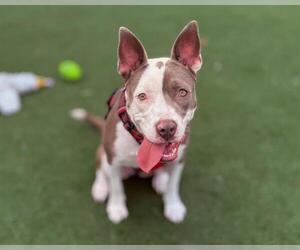 American Pit Bull Terrier Dogs for adoption in Martinez, CA, USA