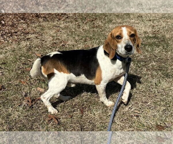 Medium Photo #7 Mutt Puppy For Sale in Rustburg, VA, USA