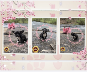 French Bulldog Puppy for sale in ATHENS, GA, USA