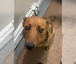 Small #1 Carolina Dog