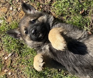 German Shepherd Dog Puppy for sale in HEARNE, TX, USA