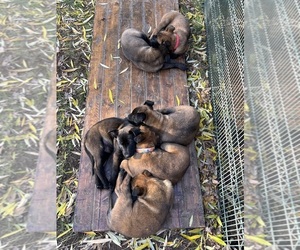 Belgian Malinois Puppy for sale in EPHRATA, WA, USA