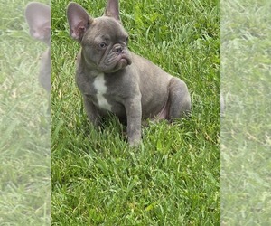 French Bulldog Puppy for sale in GREENEVILLE, TN, USA
