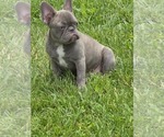 Image preview for Ad Listing. Nickname: Blue boy