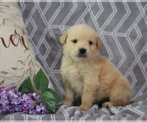 English Cream Golden Retriever-Golden Retriever Mix Puppy for sale in FREDERICKSBG, OH, USA