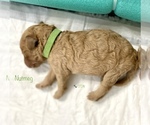 Small Photo #1 Goldendoodle Puppy For Sale in FORT HOOD, TX, USA