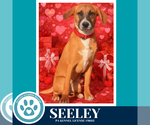 Small #11 Labrador Retriever Mix