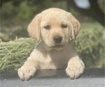 Small Photo #7 Labrador Retriever Puppy For Sale in GERBER, CA, USA
